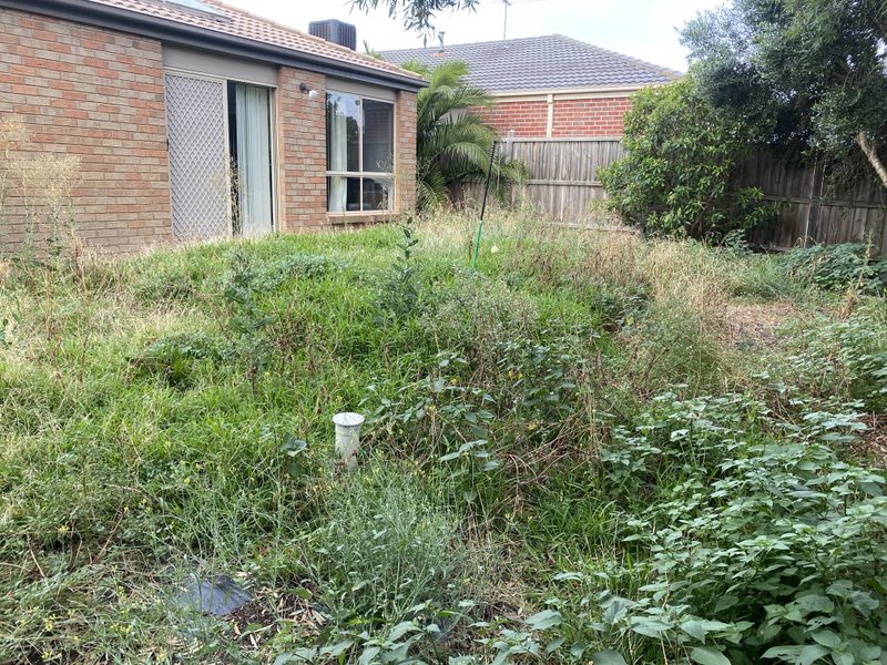 Overgrown backyard with weeds before Starsnation lawn mowing service in Melbourne west